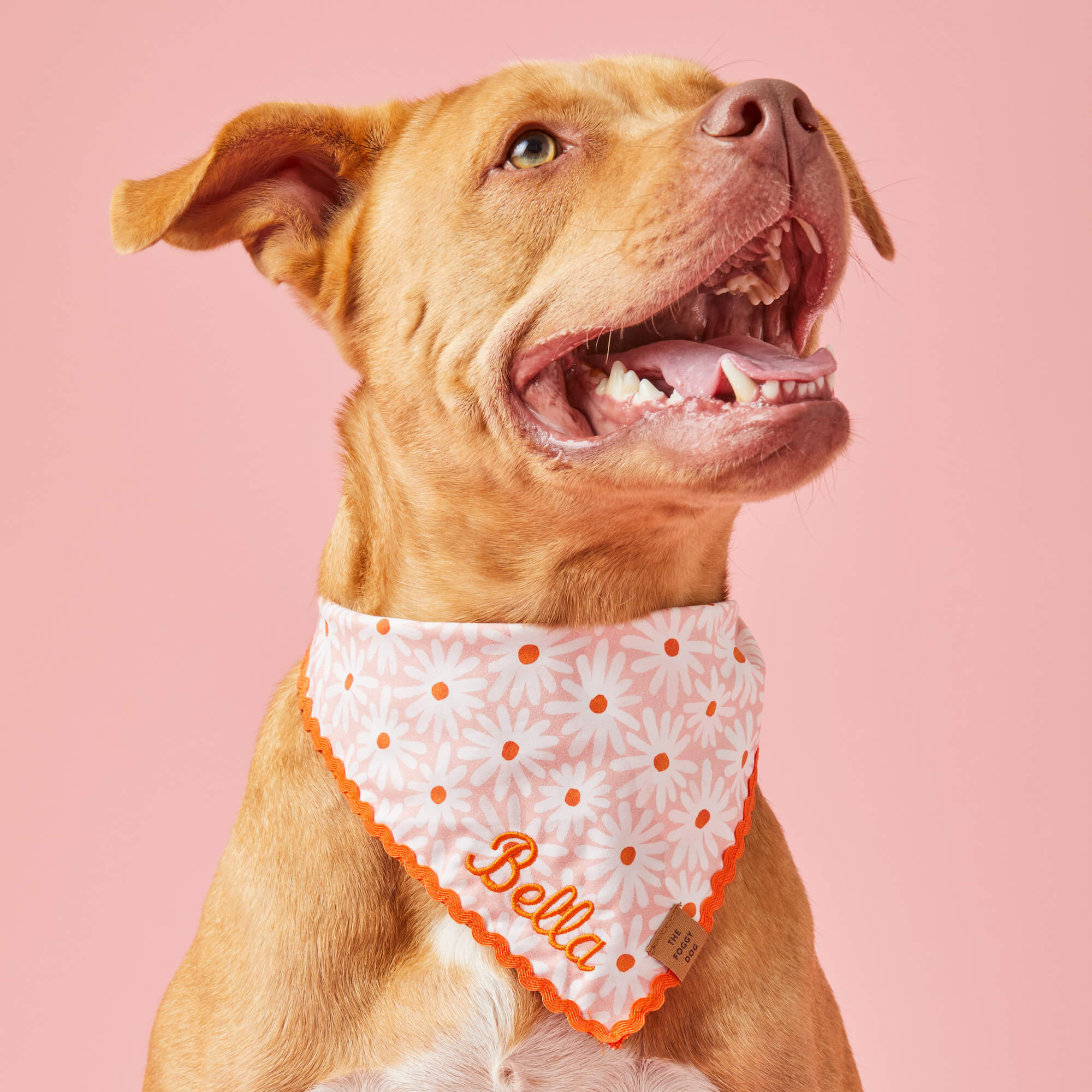 Valentine dog shops sweaters