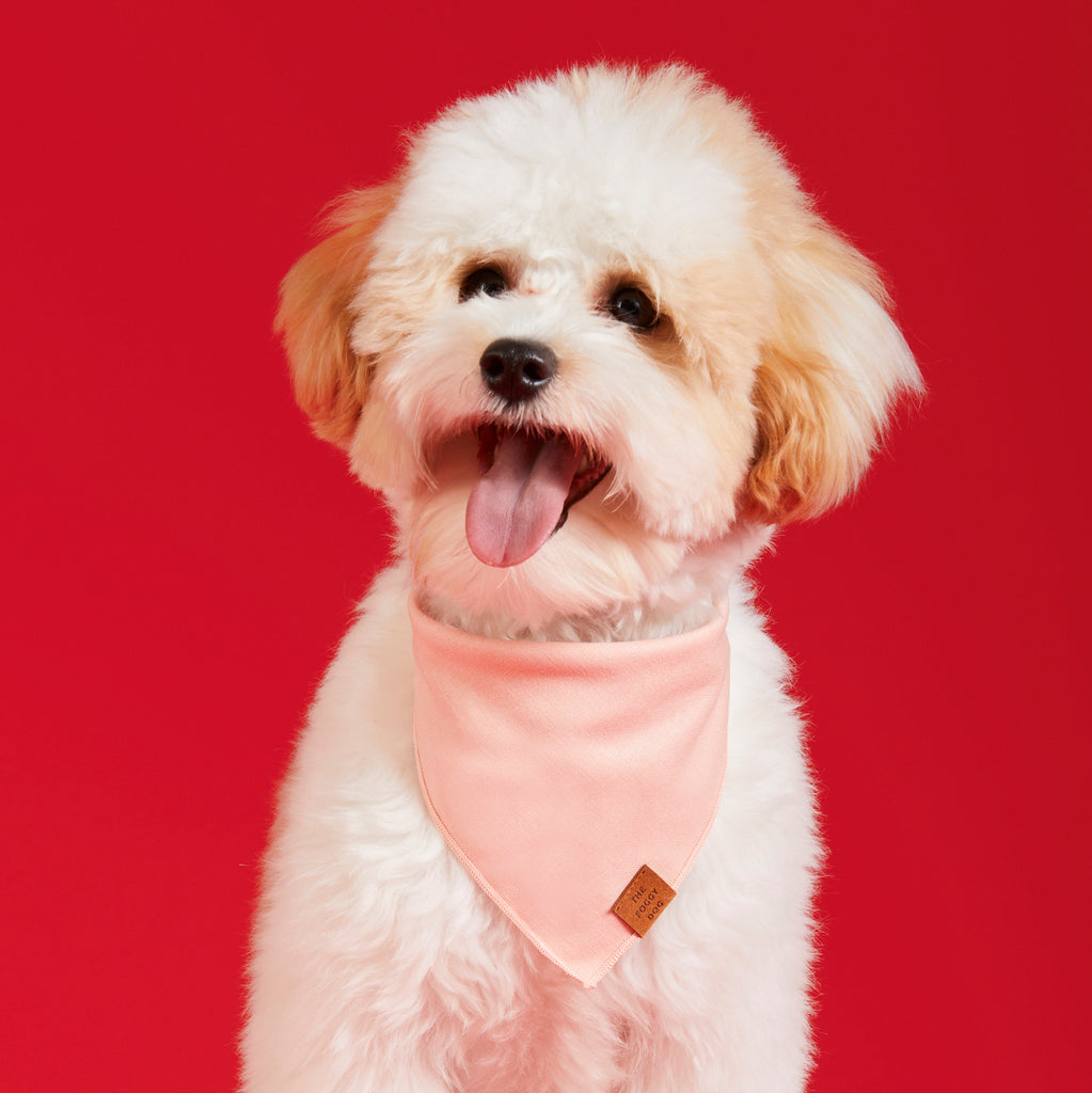 Dog red outlet bandana