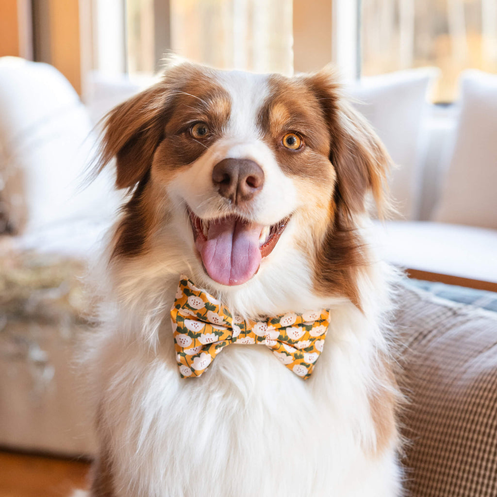 Colette Dark Pine Metallic Floral Dog Bow Tie – The Foggy Dog