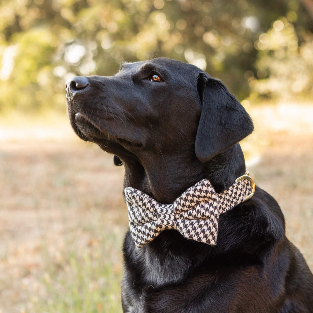The Foggy Dog Bow Tie Collar