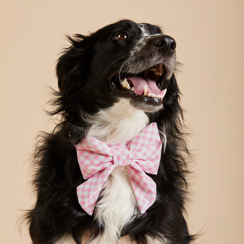 Sprinkles Lady Bow Collar – The Foggy Dog
