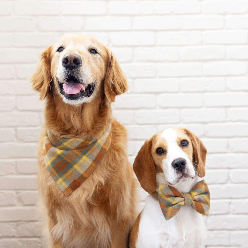 Pumpkin Spice Flannel Dog Bandana – The Foggy Dog