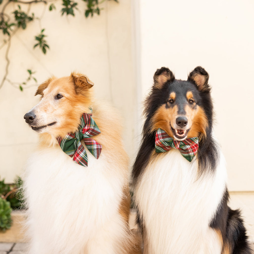 Kingston Plaid Flannel Bow Tie Collar – The Foggy Dog