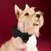 #Modeled by Tofu (18lbs) in a Medium collar and Large bow tie