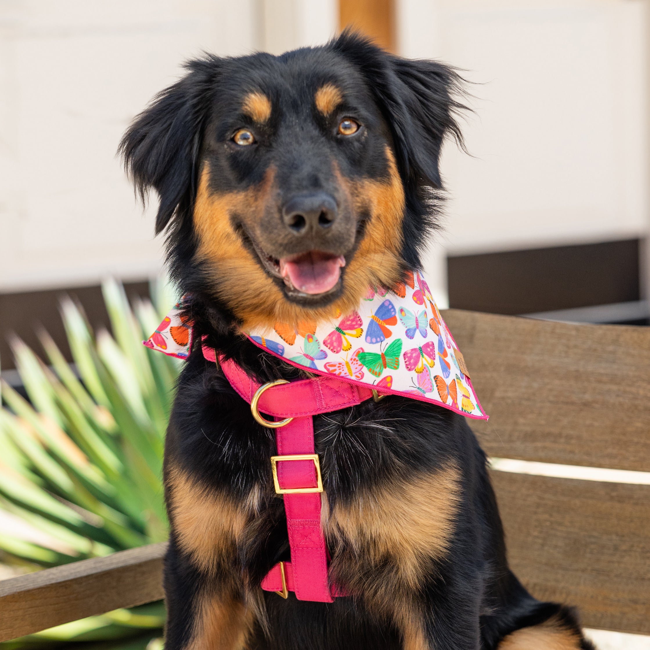 Pink fashion dog harness medium