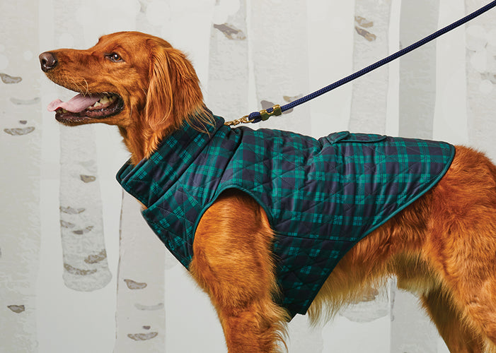Olive Dog Collar – The Foggy Dog