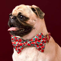 #Modeled by Greg (21lbs) in a Medium collar and Large bow tie