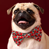 #Modeled by Greg (21lbs) in a Medium collar and Large bow tie