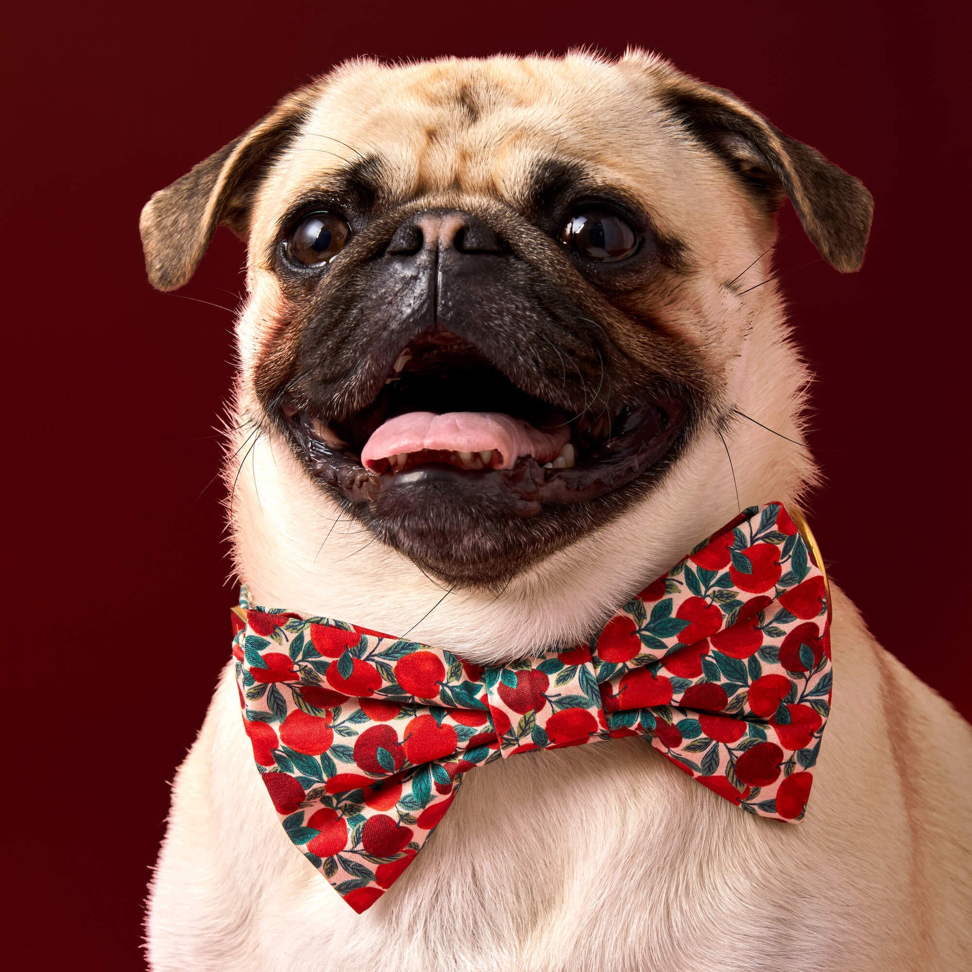 #Modeled by Greg (21lbs) in a Large bow tie