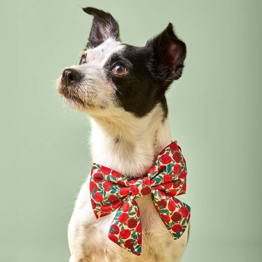 #Modeled by Fritz (10lbs) in an Extra Small collar and Large lady bow