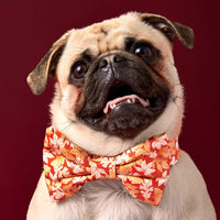 #Modeled by Greg (21lbs) in a Medium collar and Large bow tie