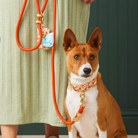 #Modeled by Ricky (27lbs) in a Medium collar and Standard leash