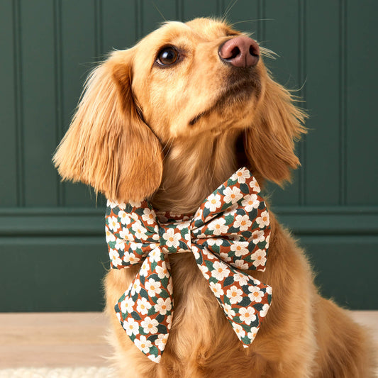 #Modeled by Ronald (17lbs) in a Small collar and Large lady bow