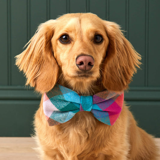 #Modeled by Ronald (17lbs) in a Small collar and Large bow tie