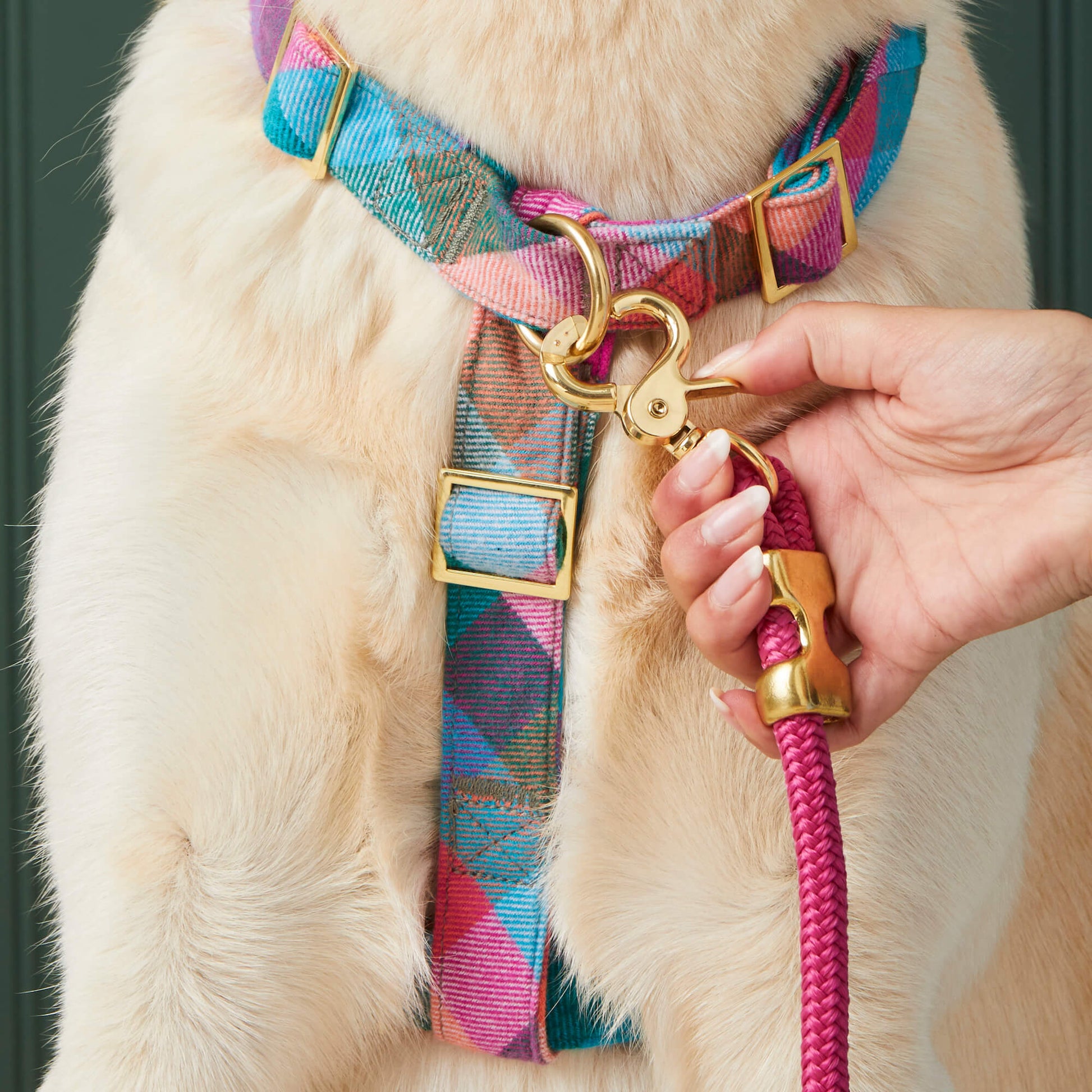 #Modeled by Olive (70lbs) in a Large harness and Standard leash