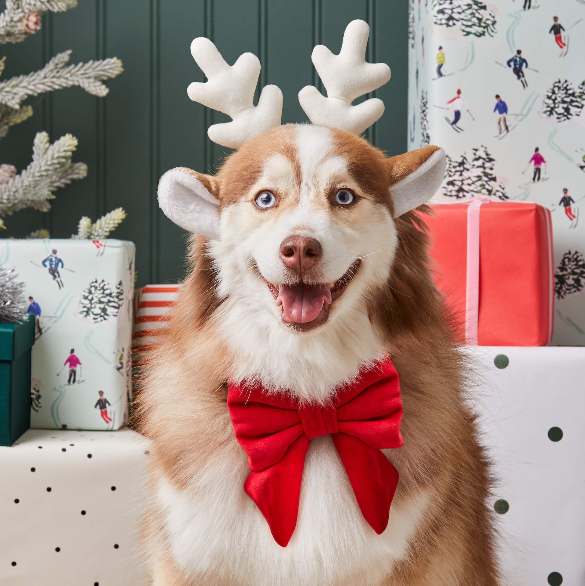 #Modeled by Rouka (30lbs) in a Medium collar and Large lady bow