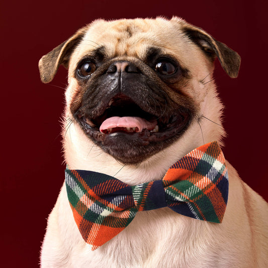 #Modeled by Greg (21lbs) in a Large bow tie