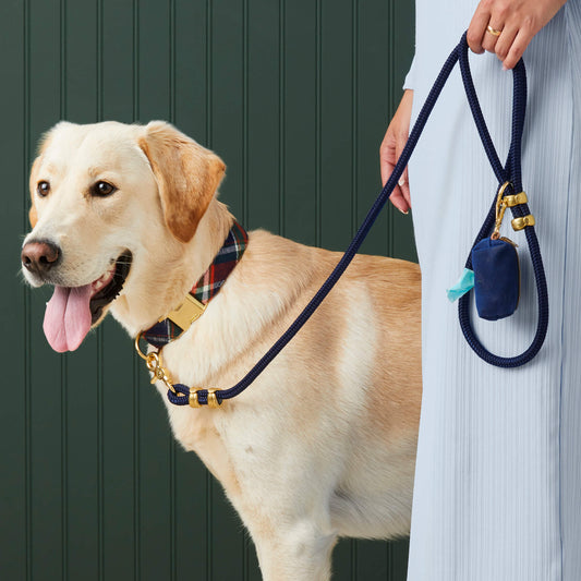 #Modeled by Olive (70lbs) in a Large collar and Standard leash