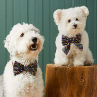 #Modeled by Goose (30lbs) in a Large bow tie