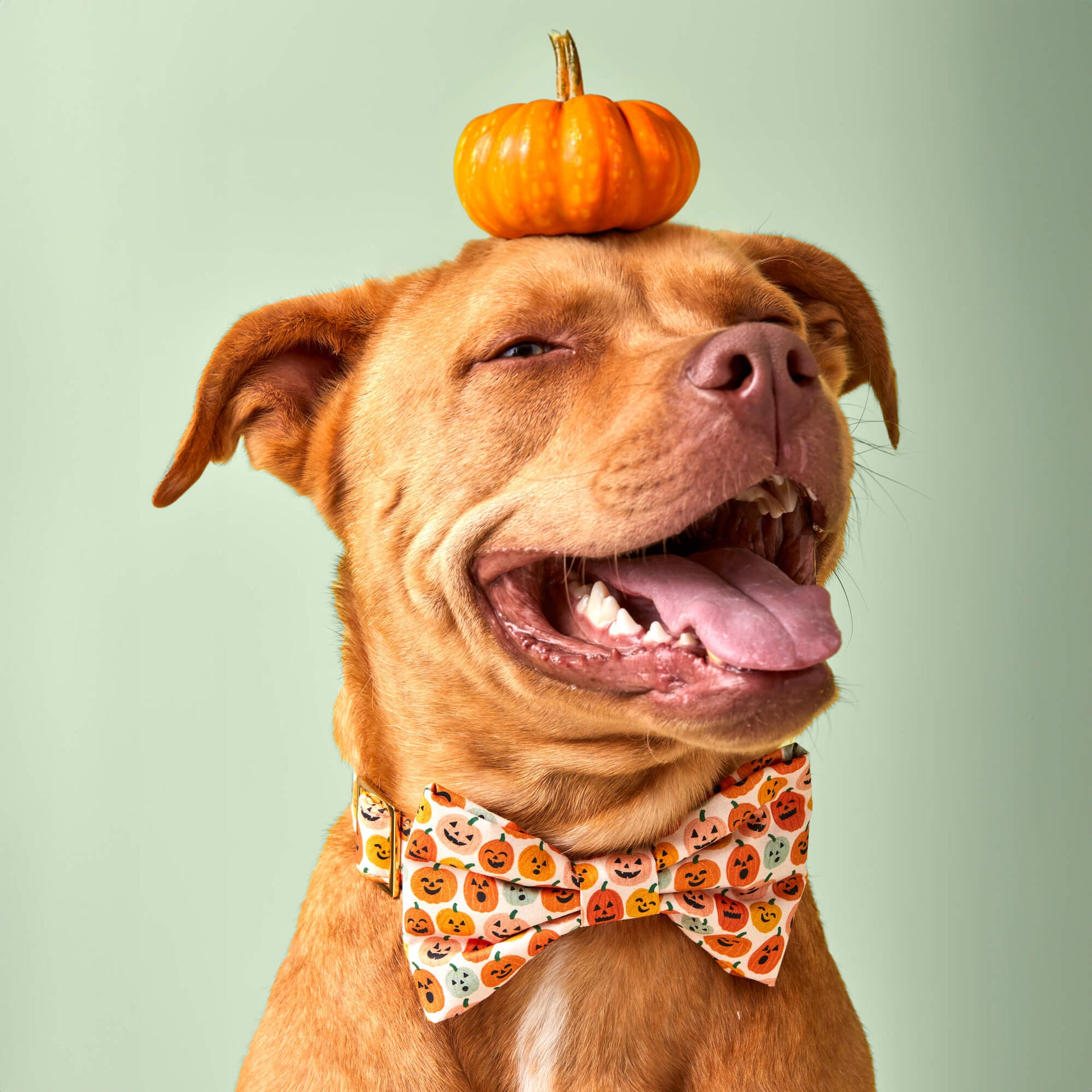 #Modeled by Ollie (57lbs) in a Medium collar and Large bow tie