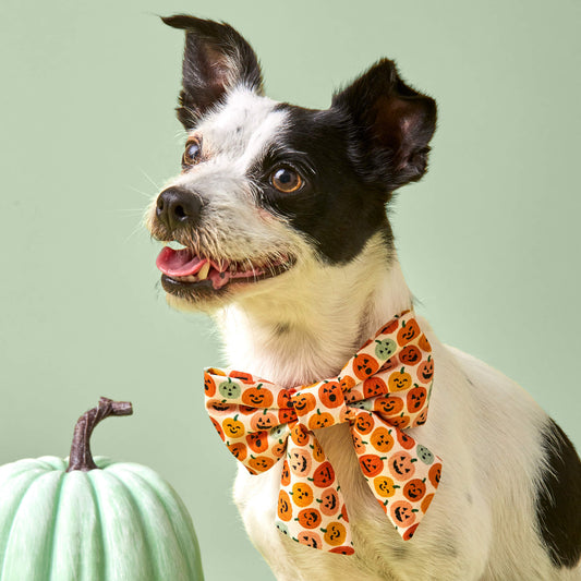 #Modeled by Fritz (10lbs) in an Extra Small collar and Large lady bow