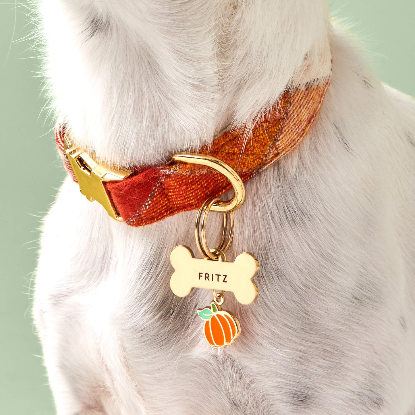 Pumpkin Collar Charm