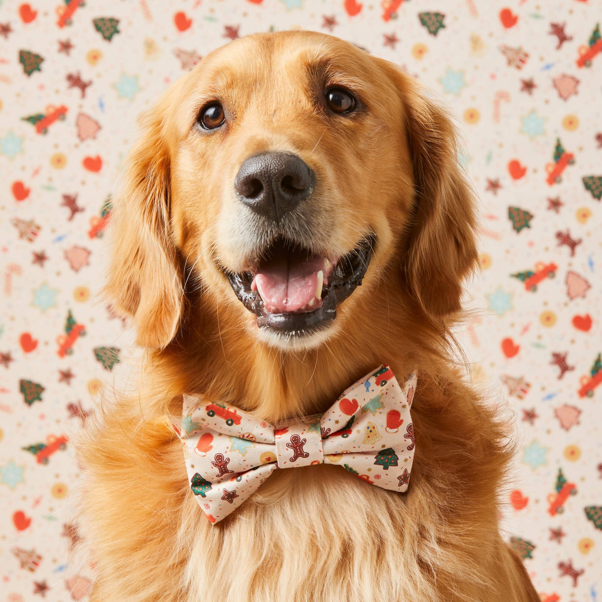 #Modeled by Atlas (77lbs) in a Large collar and Large bow tie