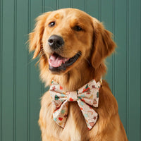 #Modeled by Aura (70lbs) in a Large collar and Large lady bow