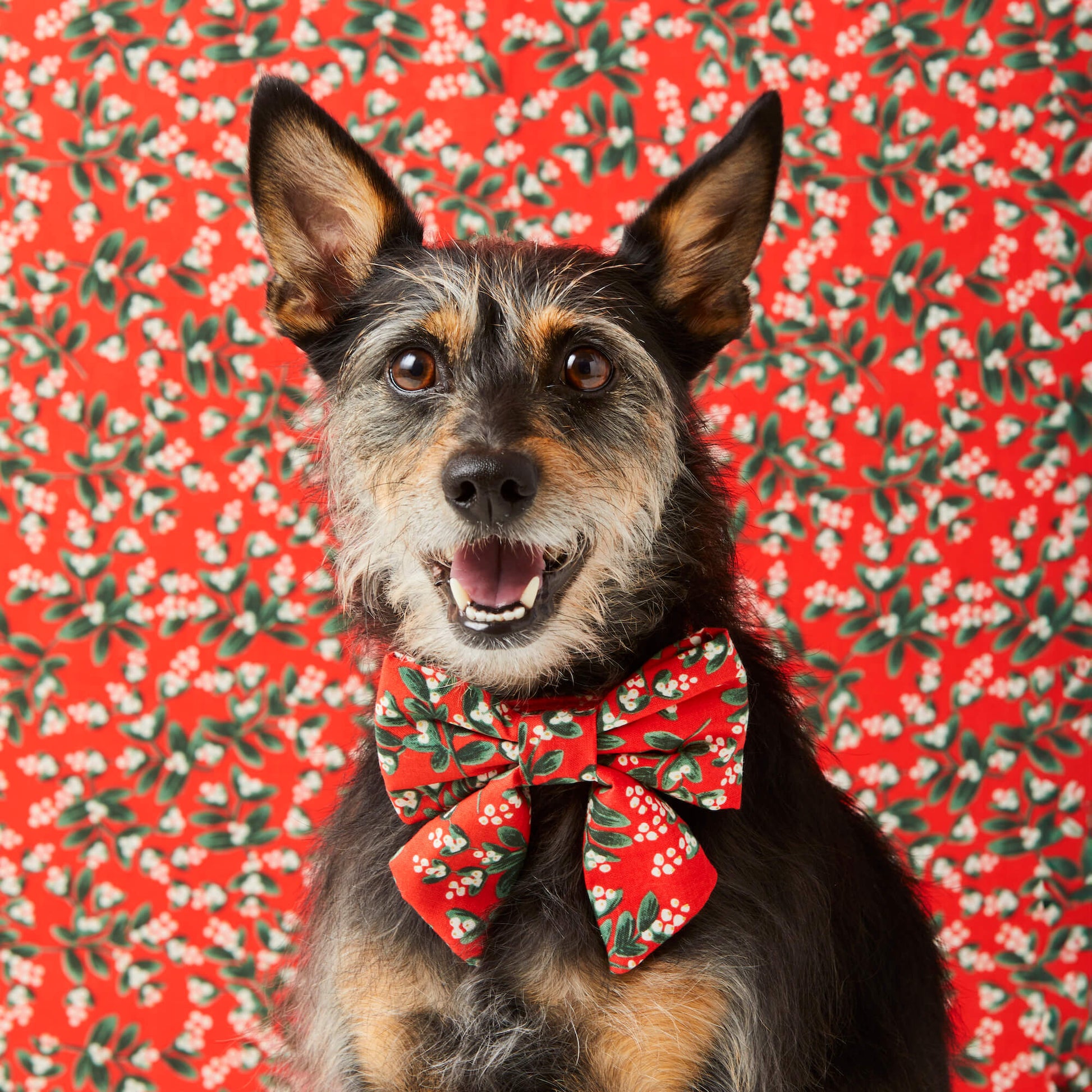 #Modeled by Peppers (17lbs) in a Small collar and Large lady bow