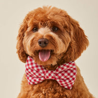 #Modeled by Poppy (18lbs) in a Large bow tie