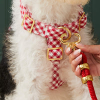 #Modeled by Sesame (23lbs) in a Medium harness and Standard leash