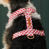 #Modeled by Sesame (23lbs) in a Medium harness and Standard leash