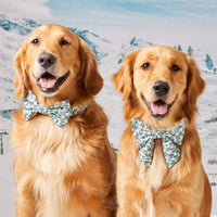 #Modeled by Atlas (77lbs) in a Large collar and Large bow tie