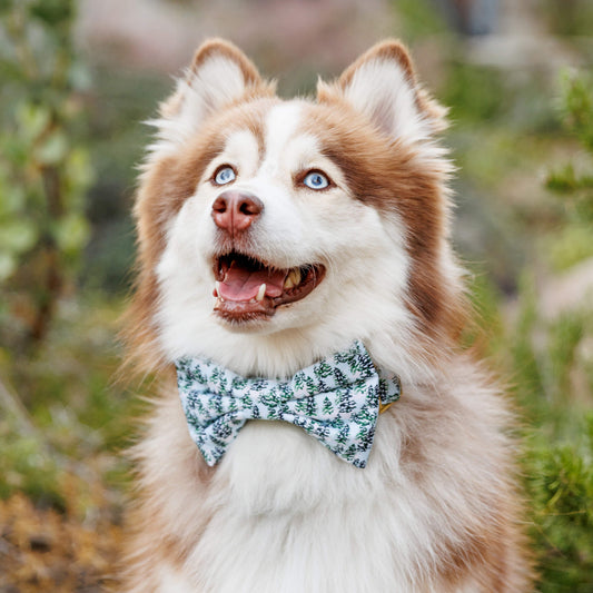 #Modeled by Rouka (30lbs) in a Large bow tie