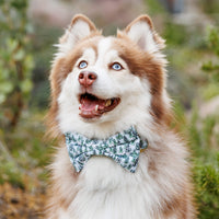 #Modeled by Rouka (30lbs) in a Large collar and Large bow tie