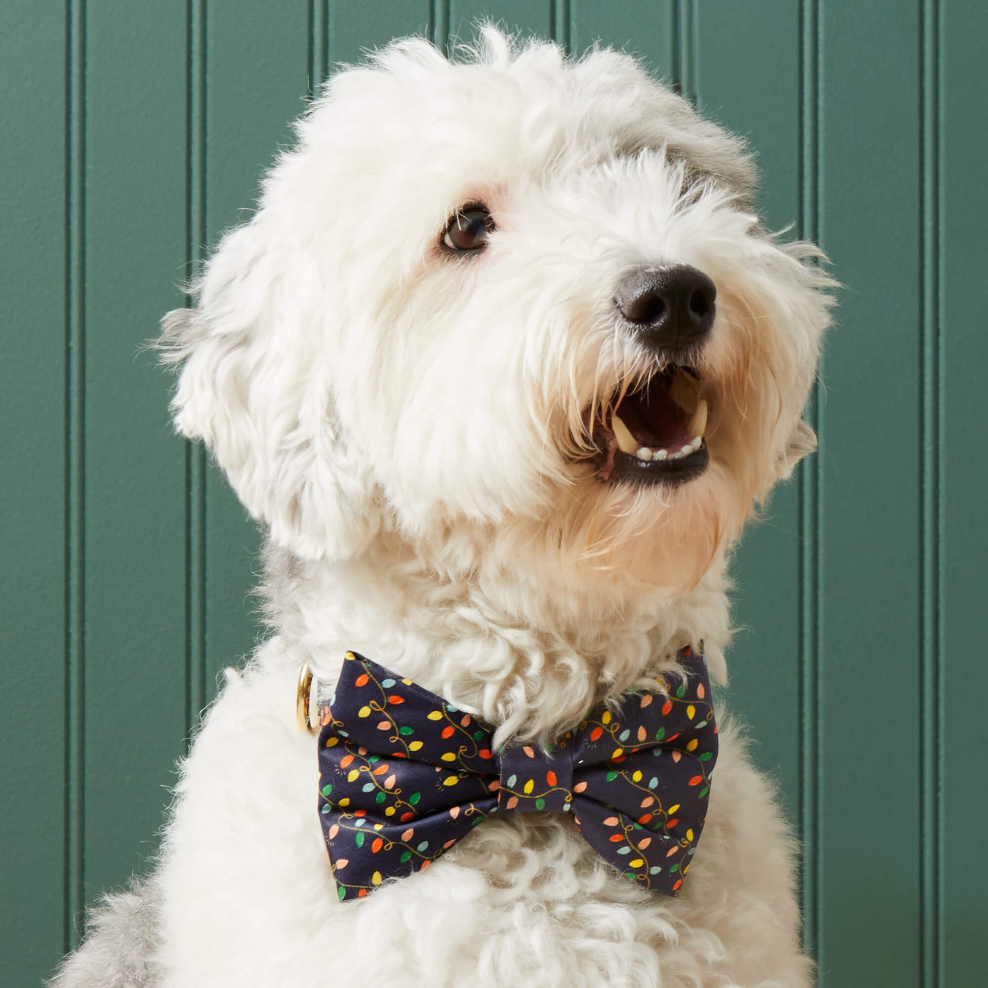 #Modeled by Goose (30lbs) in a Large bow tie