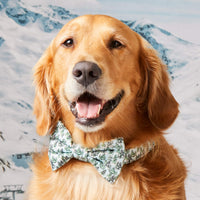 #Modeled by Atlas (77lbs) in a Large collar and Large bow tie