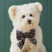 #Modeled by Molly (12lbs) in a Large lady bow