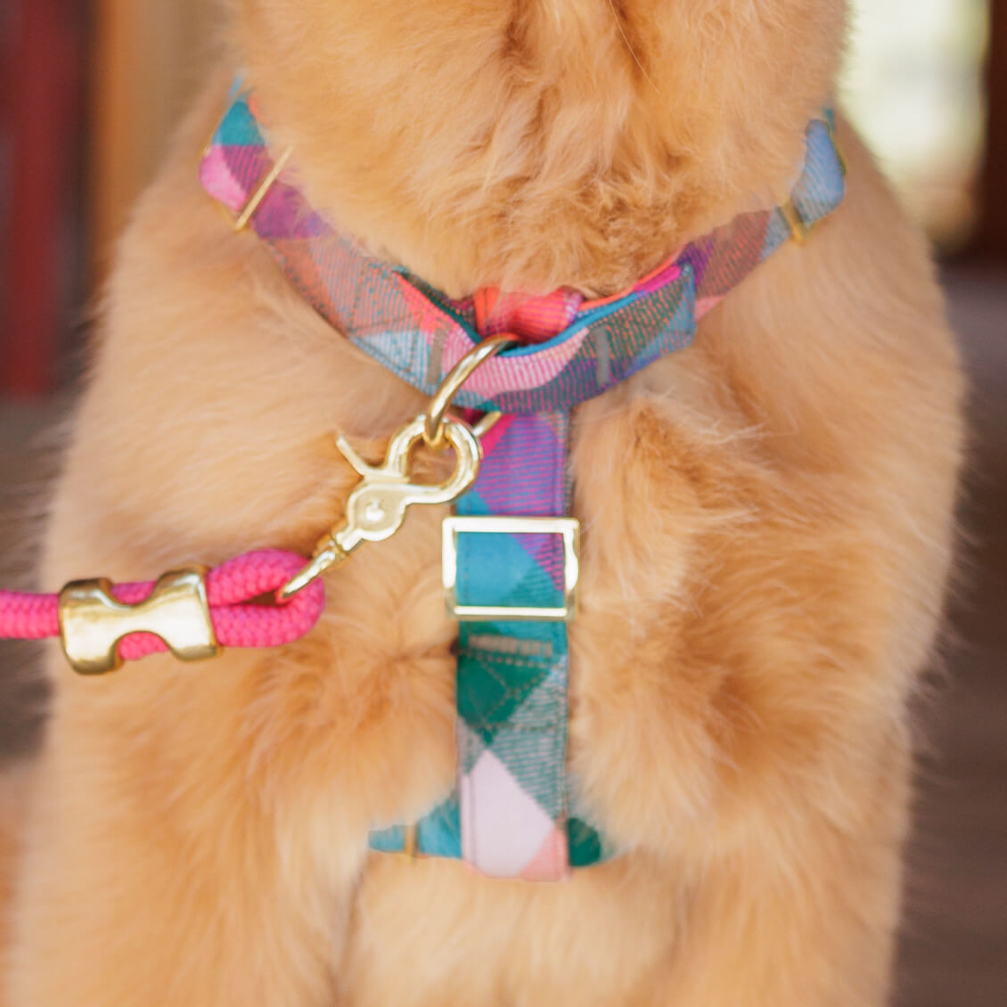 #Modeled by Butter (23lbs) in a Medium harness and Standard leash