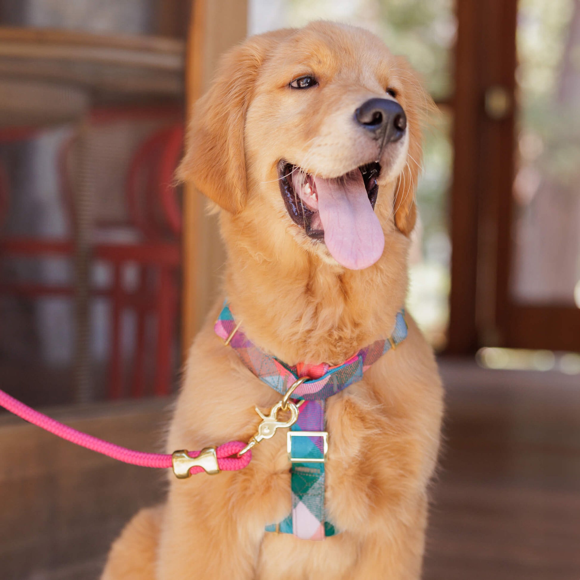 #Modeled by Butter (23lbs) in a Medium harness and Standard leash