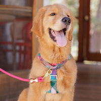 #Modeled by Butter (23lbs) in a Medium harness and Standard leash