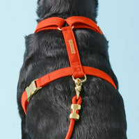 #Modeled by Koda (56lbs) in Large