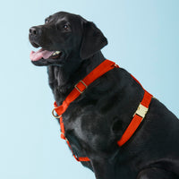 #Modeled by Koda (56lbs) in Large