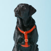 #Modeled by Koda (56lbs) in Large