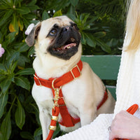 #Modeled by Greg (21lbs) in a Medium harness and Standard leash