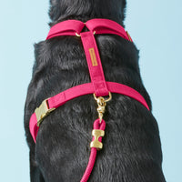 #Modeled by Koda (56lbs) in a Large harness and Standard leash