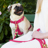 #Modeled by Greg (25lbs) in a Medium harness and Standard leash