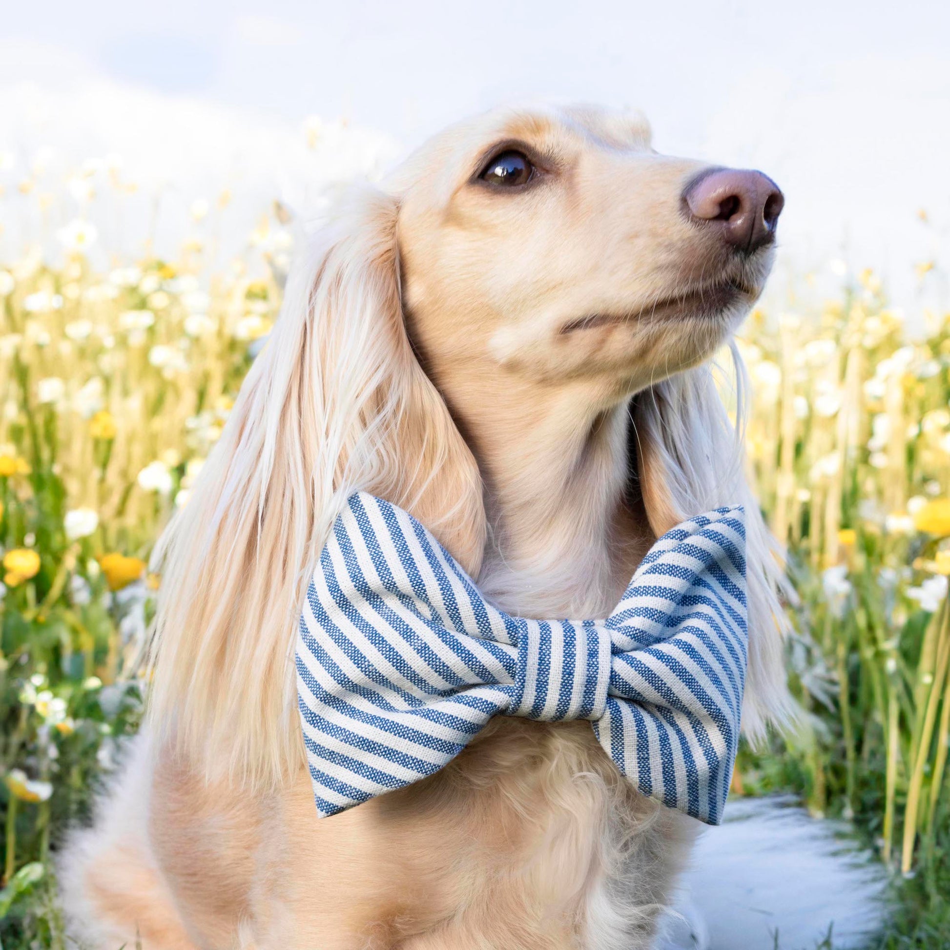 #Modeled by Clementine (10lb) in a Small collar and Large bow 