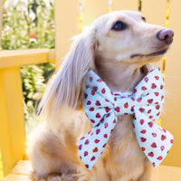 #Modeled by Clementine (8lbs) in an X-Small collar and Large lady bow