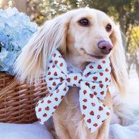 #Modeled by Clementine (8lbs) in an X-Small collar and Large lady bow